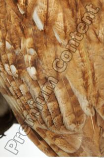 Tawny owl - Strix aluco 0024